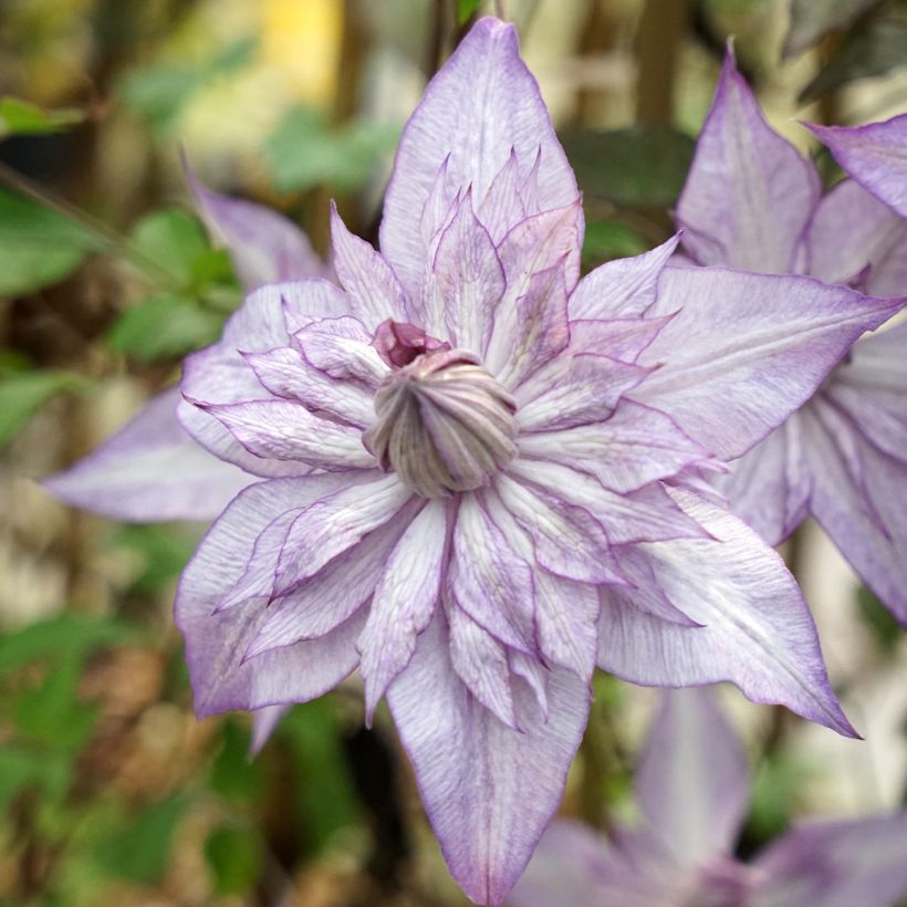 Clematis Lady Kyoko - Bosrank (Flowering)