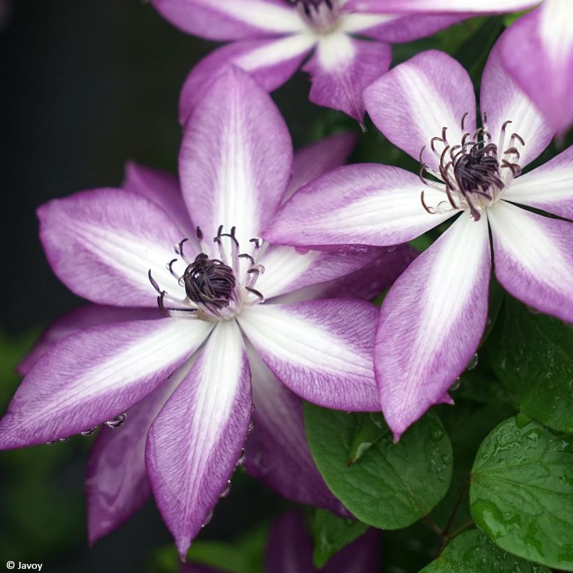 Clematis Lavallée n°1 - Bosrank (Flowering)