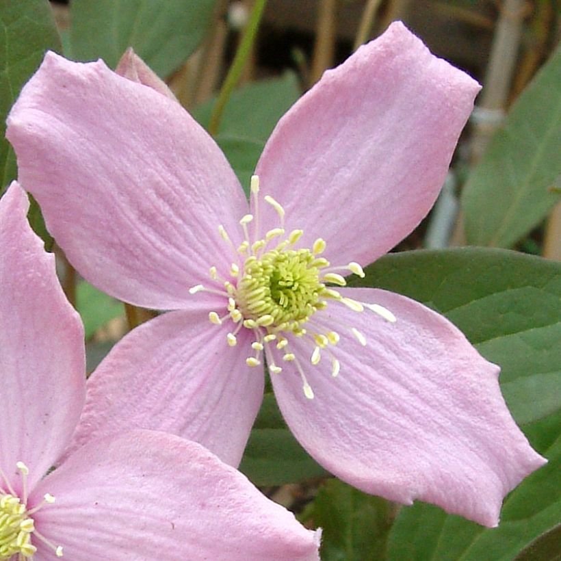 Clematis montana Fragrant Spring - Bergbosrank (Bloei)
