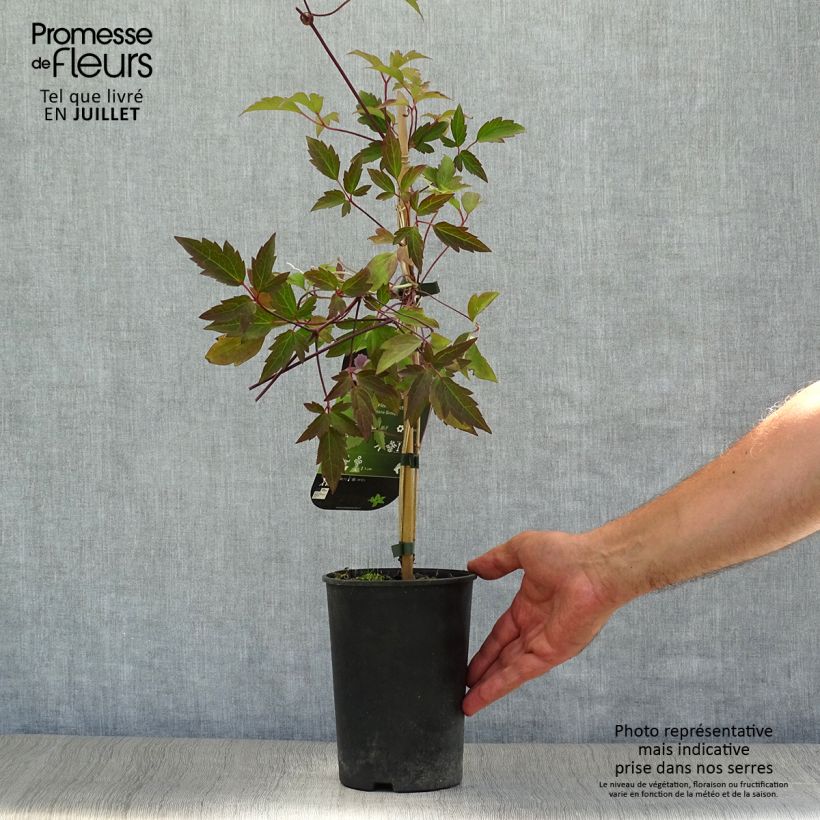 Exemplaar van Clematis montana Pink Perfection - Bergbosrank Pot van 1,5 l/2 l zoals geleverd in de zomer