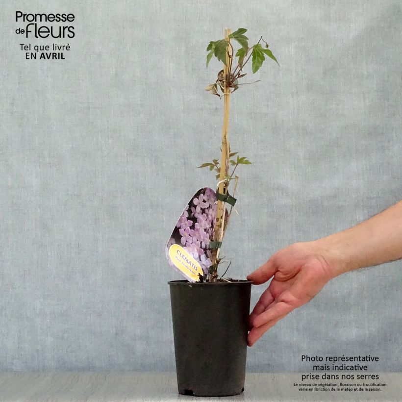 Exemplaar van Clematis montana Pink Perfection - Bergbosrank Pot van 1,5 l/2 l zoals geleverd in de lente