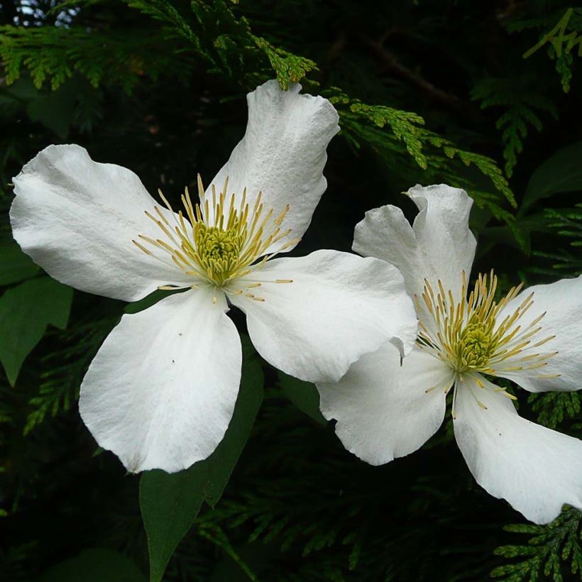 Clematis montana Spooneri - Bergbosrank (Bloei)
