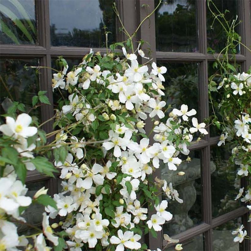 Clematis montana Spooneri - Bergbosrank (Groeiplaats)