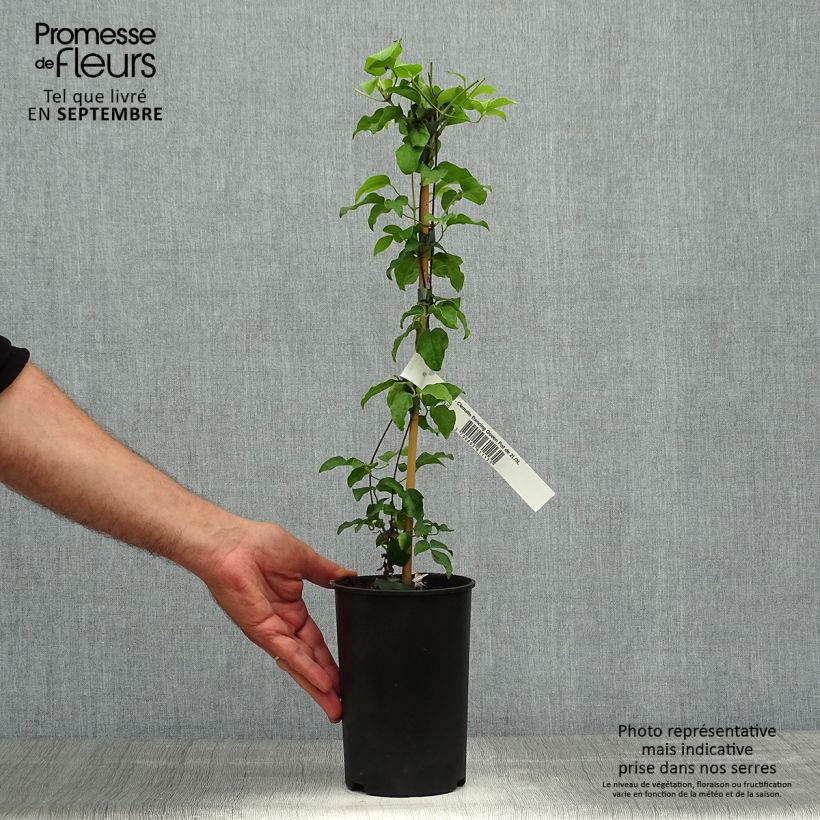 Exemplaar van Clematis patens Dancing Queen - Bosrank Pot van 2 l/3 l zoals geleverd in de herfst