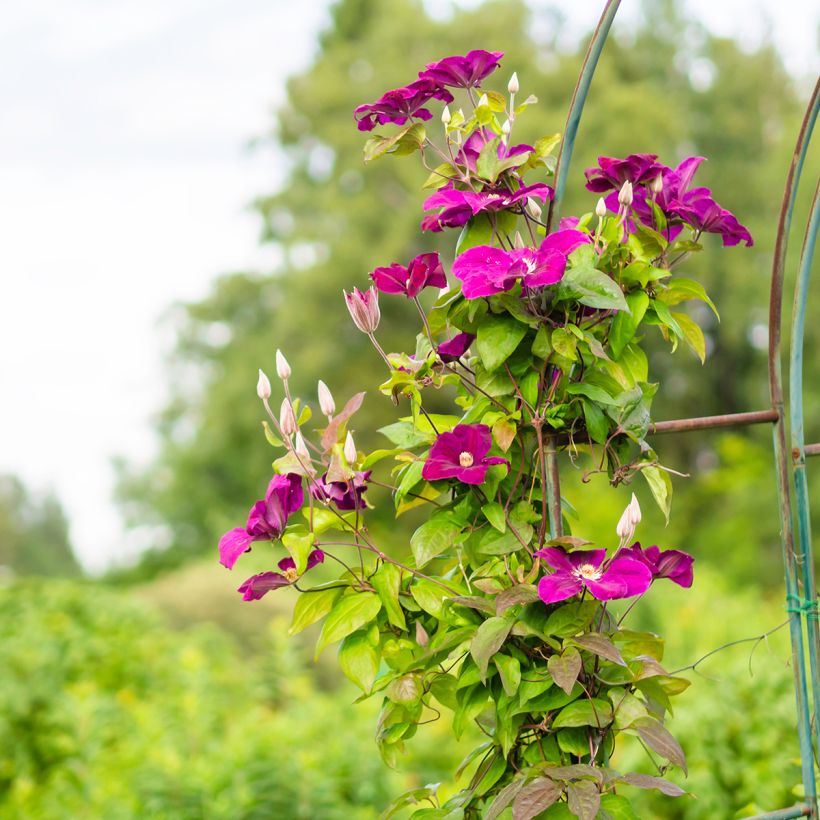 Clematis Rouge Cardinal - Bosrank (Groeiplaats)