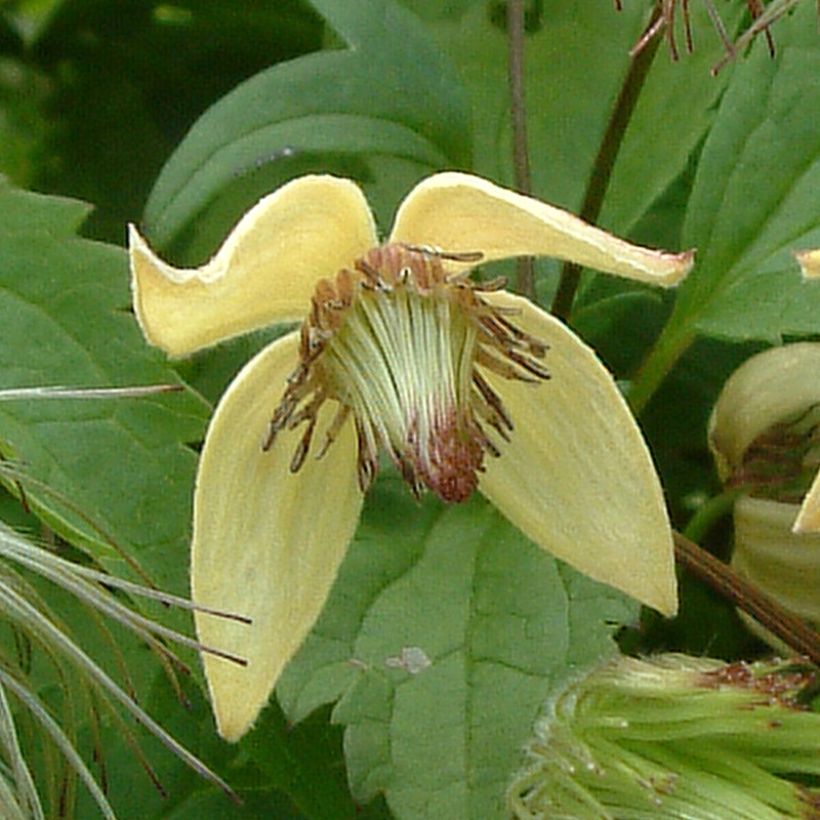 Clematis serratifolia - Bosrank (Flowering)