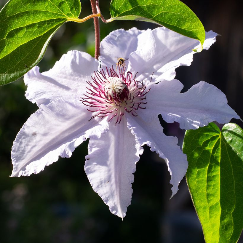 Clematis patens Snow Queen - Bosrank (Bloei)