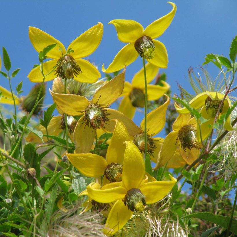 Clematis tibetana subsp. tangutica - Gouden bosrank (Bloei)