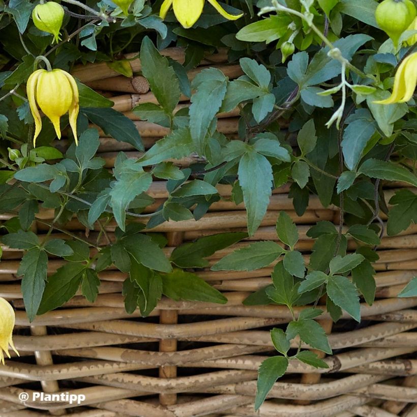 Clematis tangutica Little Lemons - Gouden bosrank (Blad)