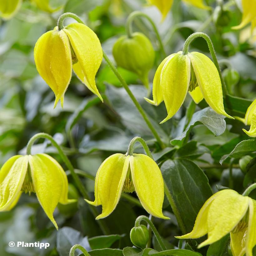 Clematis tangutica Little Lemons - Gouden bosrank (Bloei)