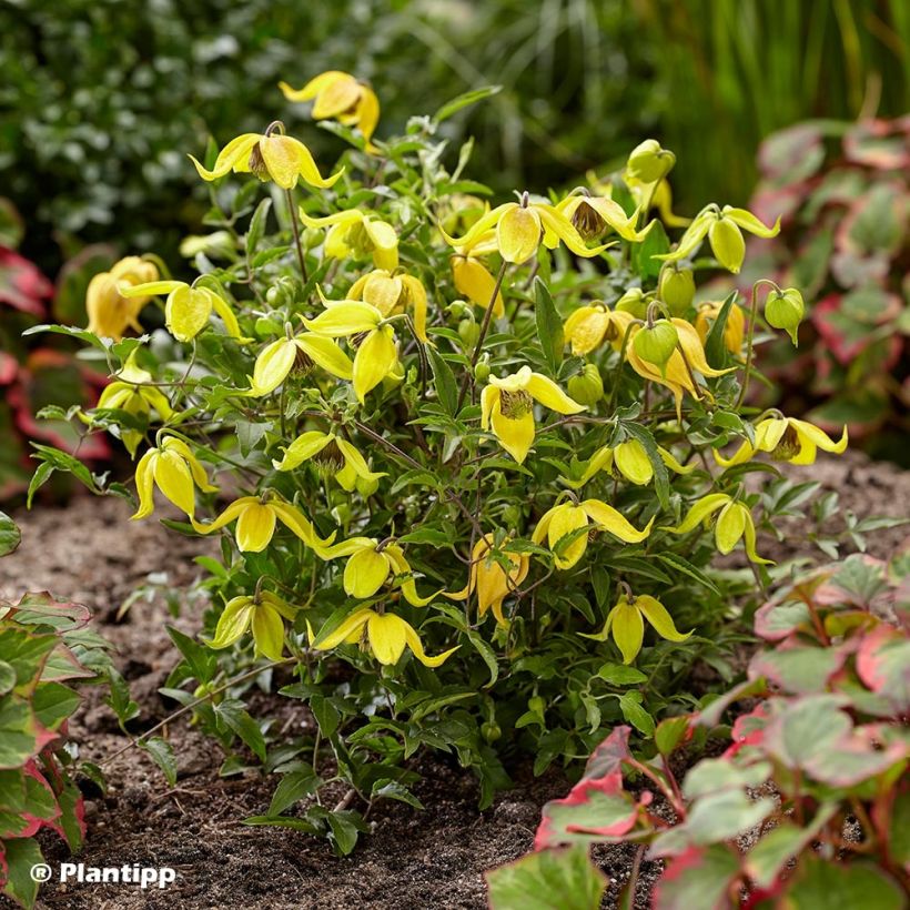 Clematis tangutica Little Lemons - Gouden bosrank (Groeiplaats)