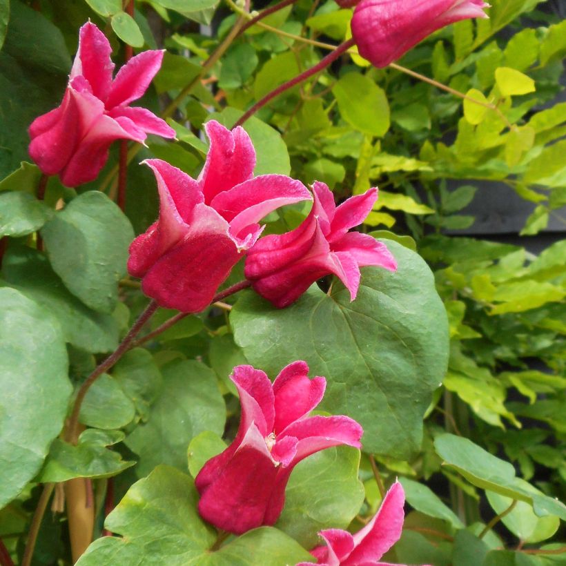 Clematis texensis Queen Maxima - Bosrank (Bloei)