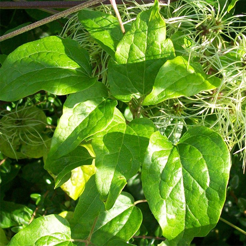 Clematis vitalba - Wilde bosrank (Foliage)