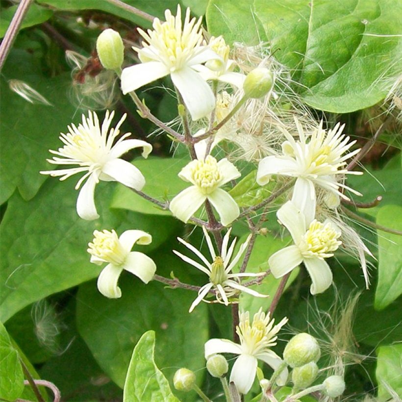 Clematis vitalba - Wilde bosrank (Flowering)