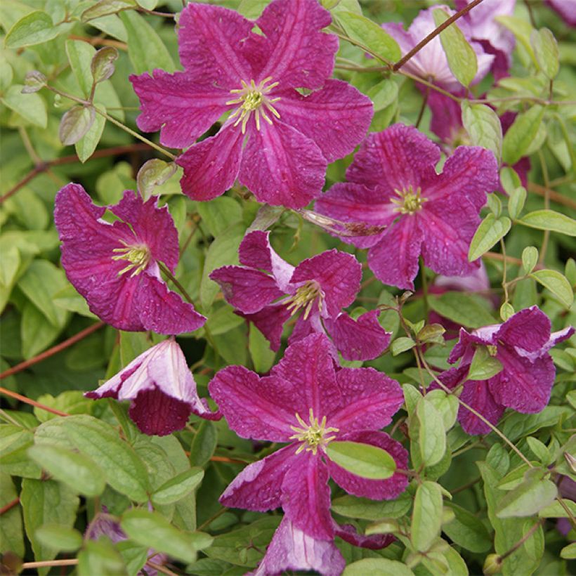 Clematis viticella Abundance - Italiaanse clematis (Flowering)