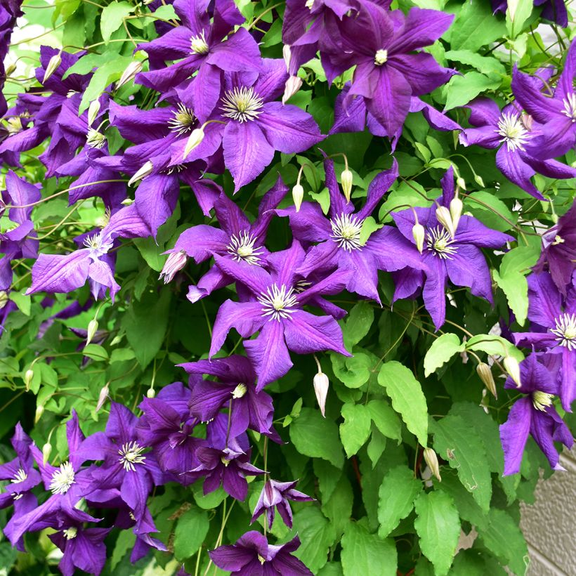 Clematis viticella Aotearoa - Italiaanse clematis (Groeiplaats)