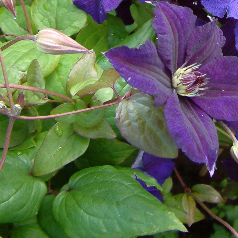 Clematis Happy Birthday - Italiaanse clematis (Blad)