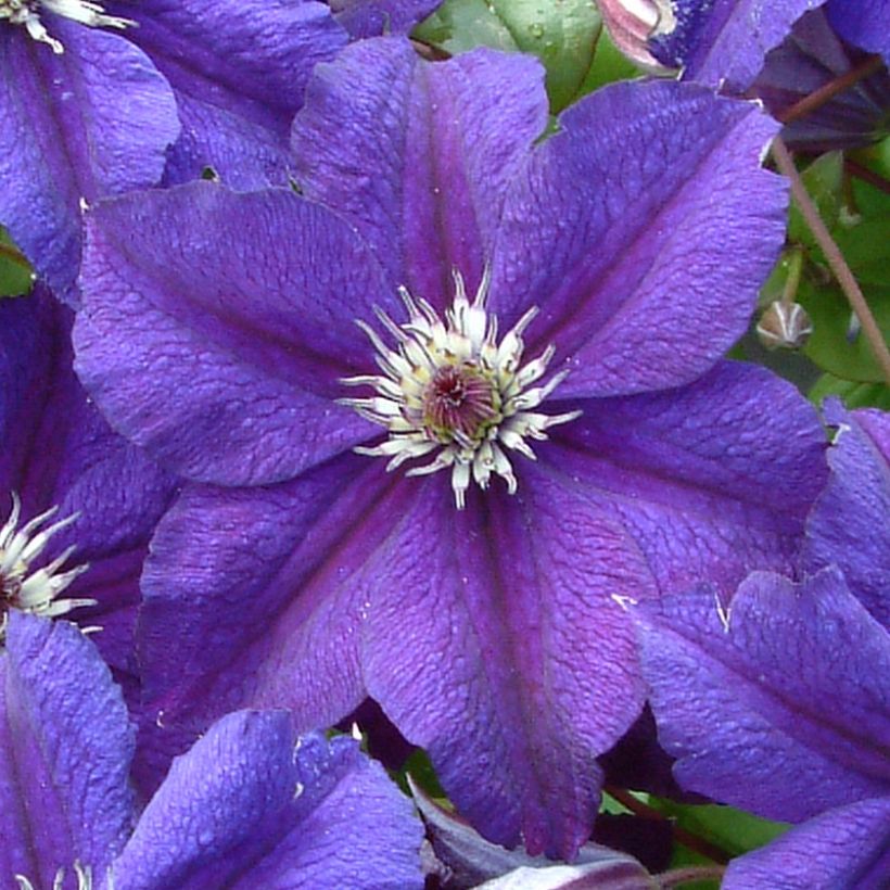Clematis Happy Birthday - Italiaanse clematis (Bloei)