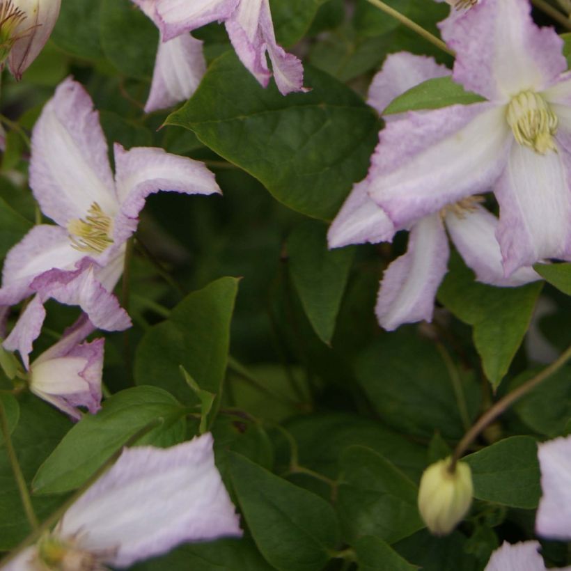 Clematis Little Nell - Italiaanse clematis (Blad)