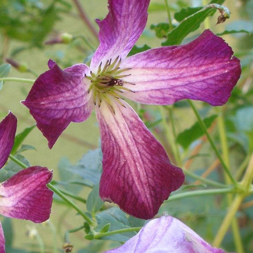Clematis viticella Walemburg - Italiaanse clematis (Bloei)