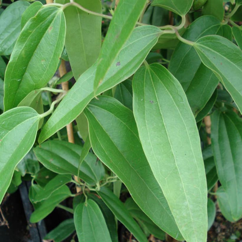 Clematis armandii Apple Blossom - Groenblijvende bosrank (Blad)