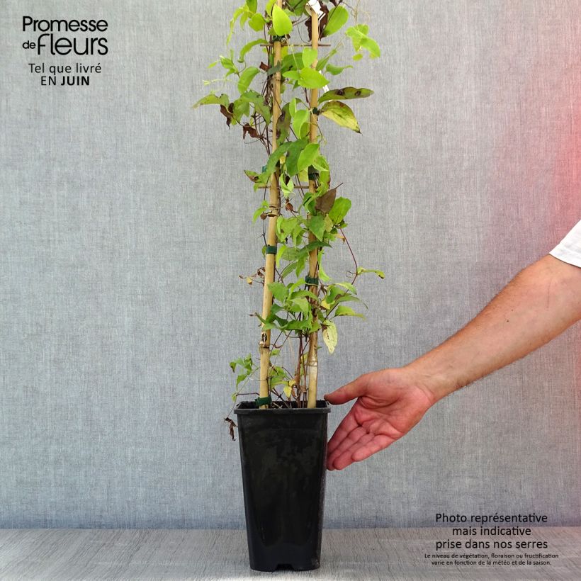 Exemplaar van Clematis Bee's Jubilée Pot van 2 l/3 l zoals geleverd in de lente