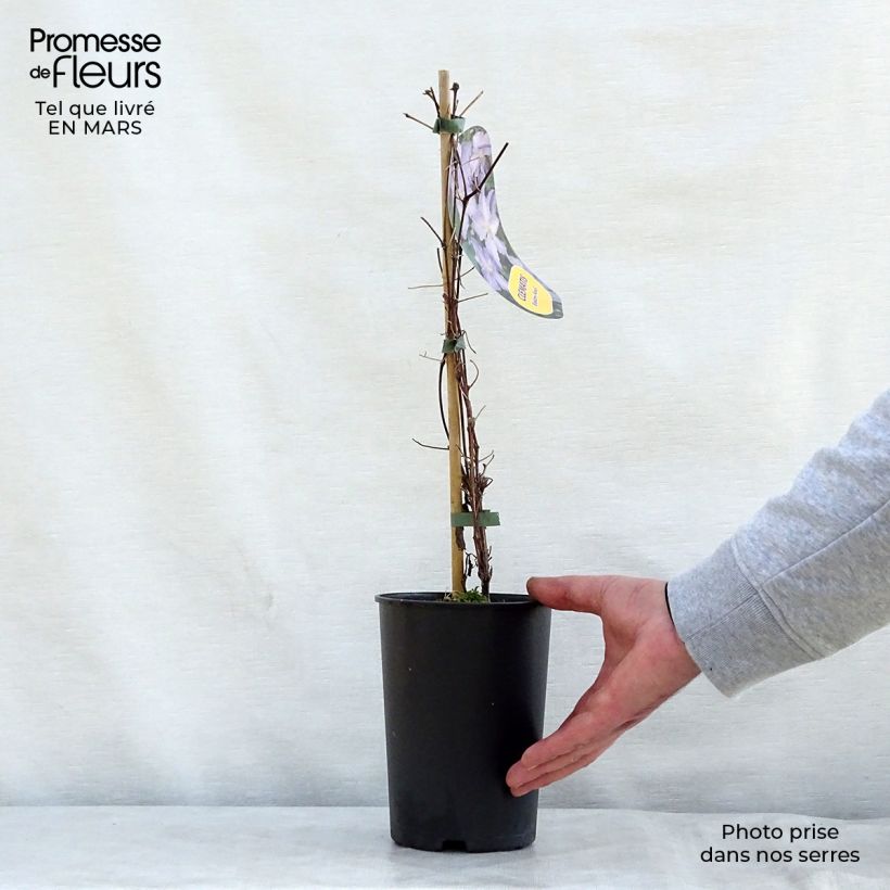 Exemplaar van Clematis Blekitny aniol - Clematis Pot van 1,5 l/2 l zoals geleverd in de lente