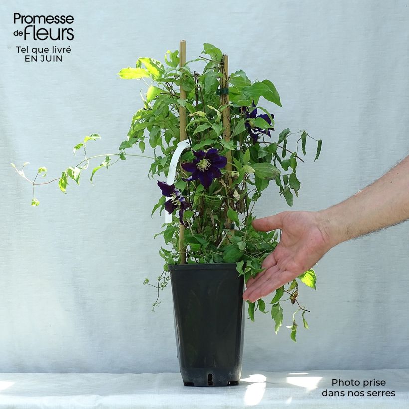 Exemplaar van Clematis Black Tea Pot van 2 l/3 l zoals geleverd in de zomer