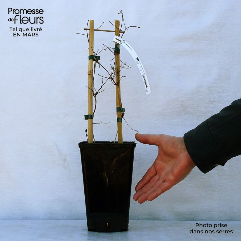 Exemplaar van Clematis Black Tea Pot van 2 l/3 l zoals geleverd in de lente