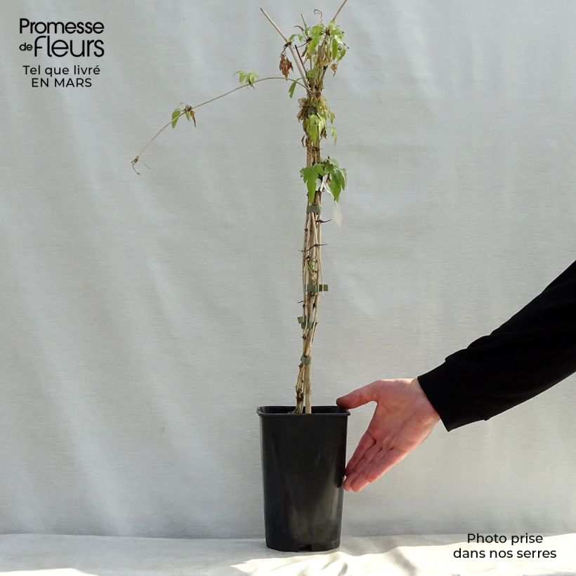 Example of Clematis napaulensis Christmas Surprise Pot van 2 l/3 l as you get in printemps