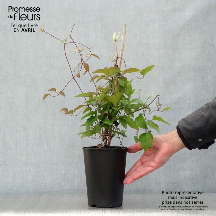 Example of Clematis Alice Fisk - Grootbloemige clematis Pot van 2 l/3 l as you get in printemps