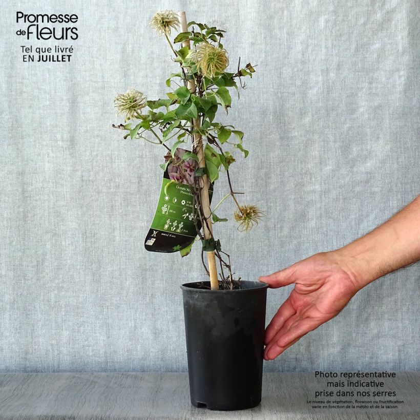 Exemplaar van Clematis patens Andromeda - Bosrank Pot van 2 l/3 l zoals geleverd in de zomer