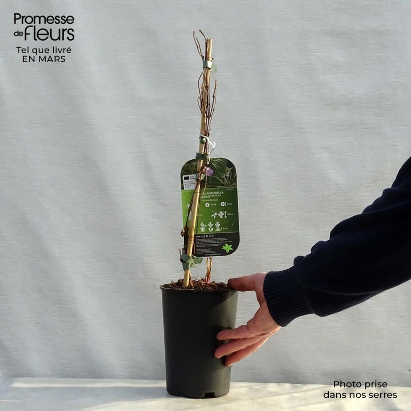 Example of Clematis Annabella - Bosrank Pot van 2 l/3 l as you get in printemps