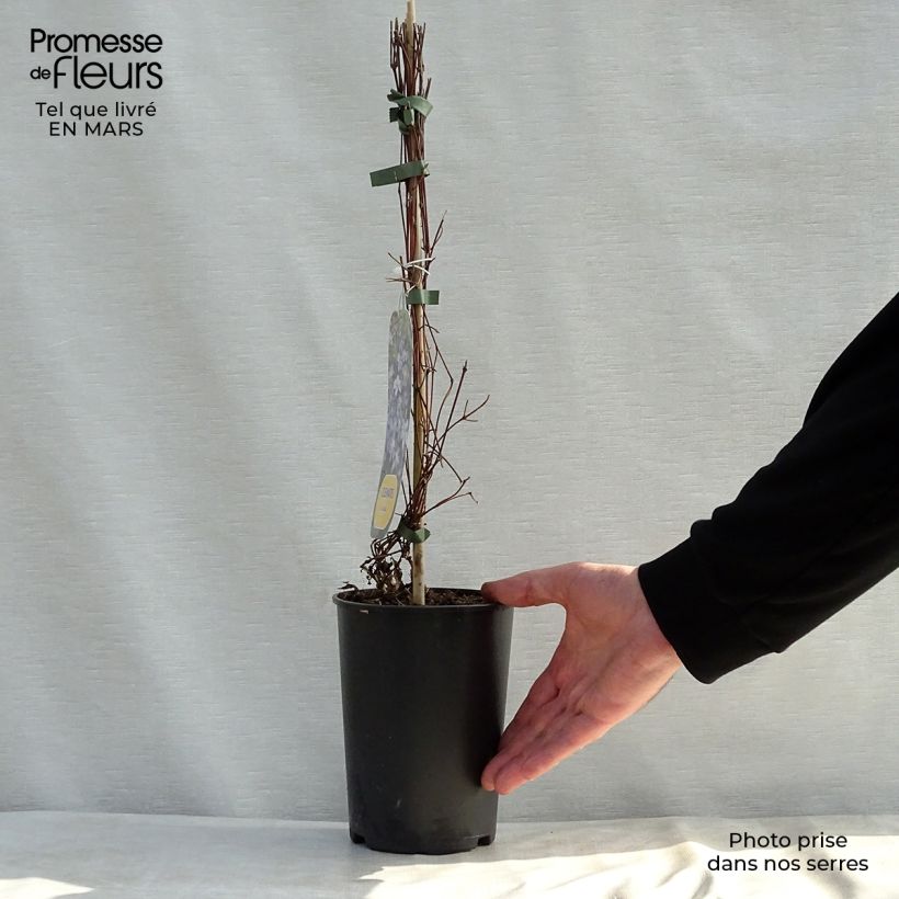 Example of Clematis diversifolia Arabella - Kleinbloemige clematis Pot van 1,5 l/2 l as you get in printemps