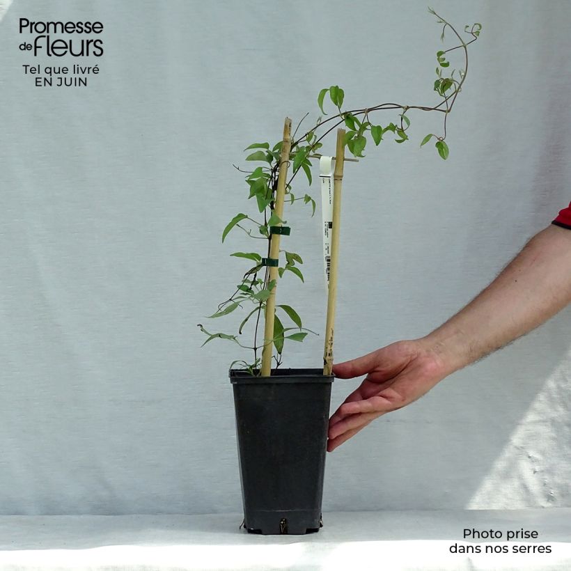 Exemplaar van Clematis Asao - Grootbloemige clematis Pot van 2 l/3 l zoals geleverd in de zomer