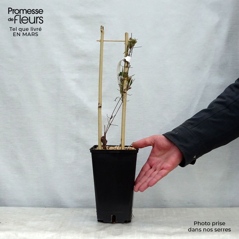 Example of Clematis Asao - Grootbloemige clematis Pot van 2 l/3 l as you get in printemps