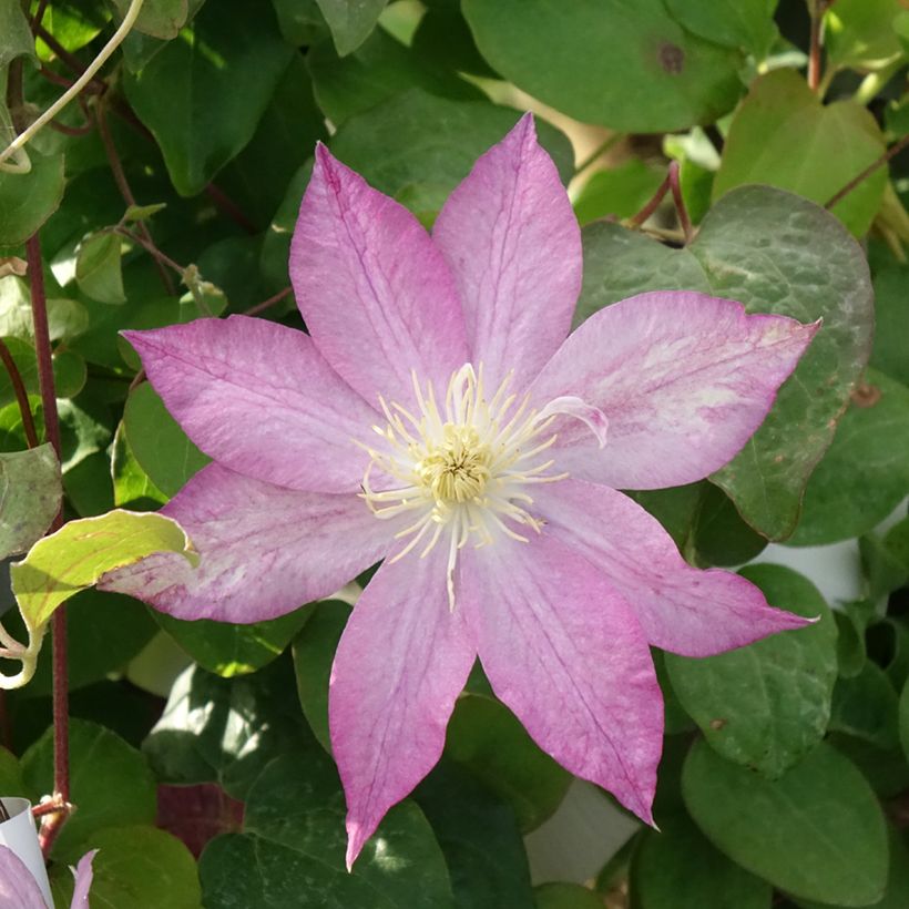 Clematis Asao - Grootbloemige clematis (Bloei)