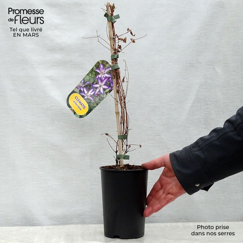 Exemplaar van Clematis viticella Astra nova - Italiaanse clematis Pot van 2 l/3 l zoals geleverd in de lente