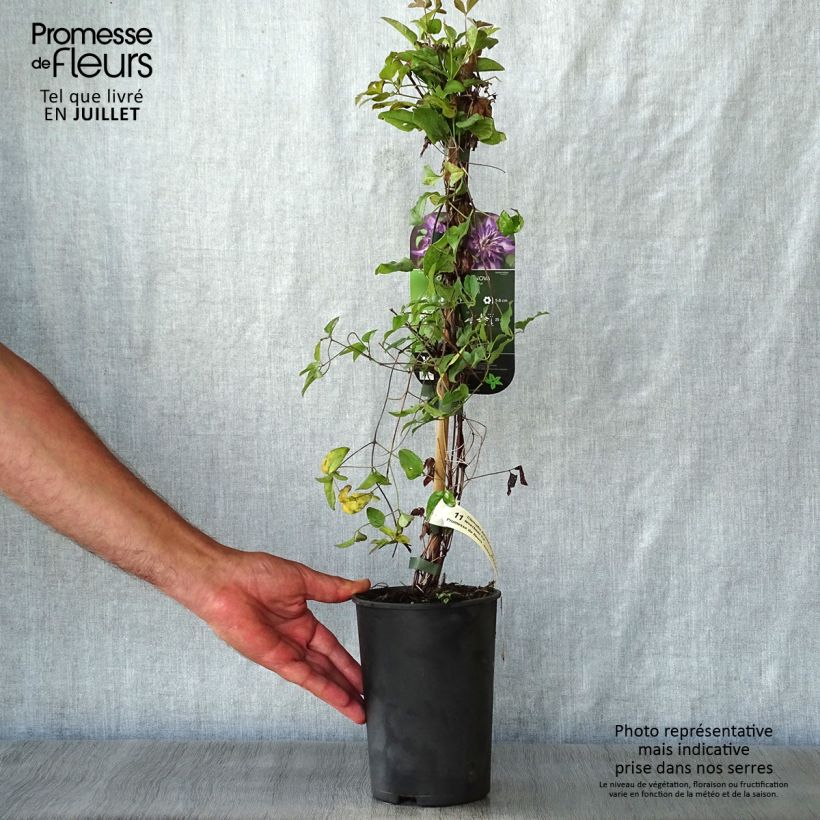 Exemplaar van Clematis viticella Astra nova - Italiaanse clematis Pot van 2 l/3 l zoals geleverd in de zomer