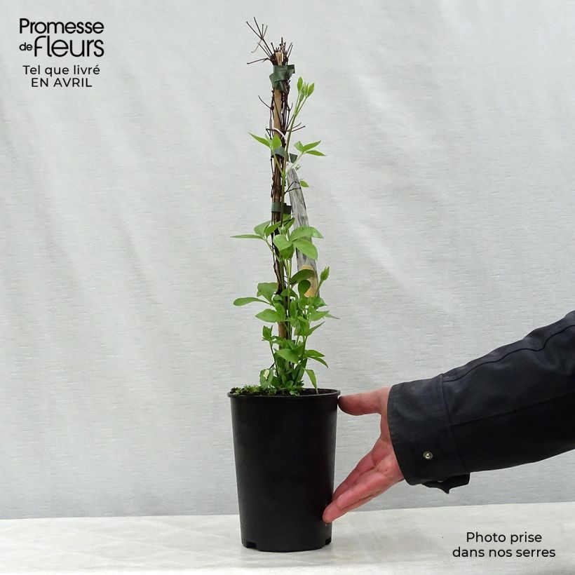 Exemplaar van Clematis integrifolia Baby Star - Struikclematis Pot van 2 l/3 l zoals geleverd in de lente