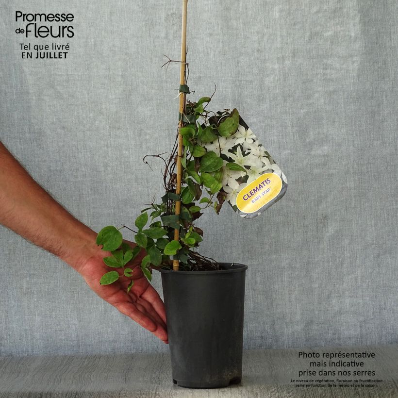 Exemplaar van Clematis integrifolia Baby Star - Struikclematis Pot van 2 l/3 l zoals geleverd in de zomer