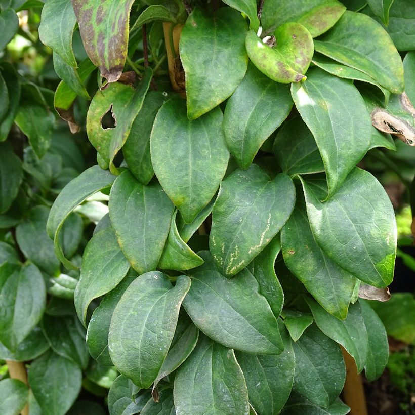 Clematis integrifolia Baby Star - Struikclematis (Blad)