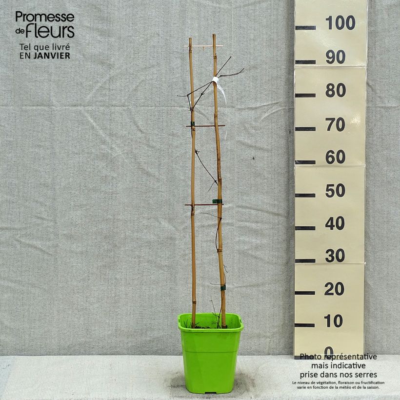 Exemplaar van Clematis Barbara Harrington - Grootbloemige clematis Pot van 3 l/4 l zoals geleverd in de winter