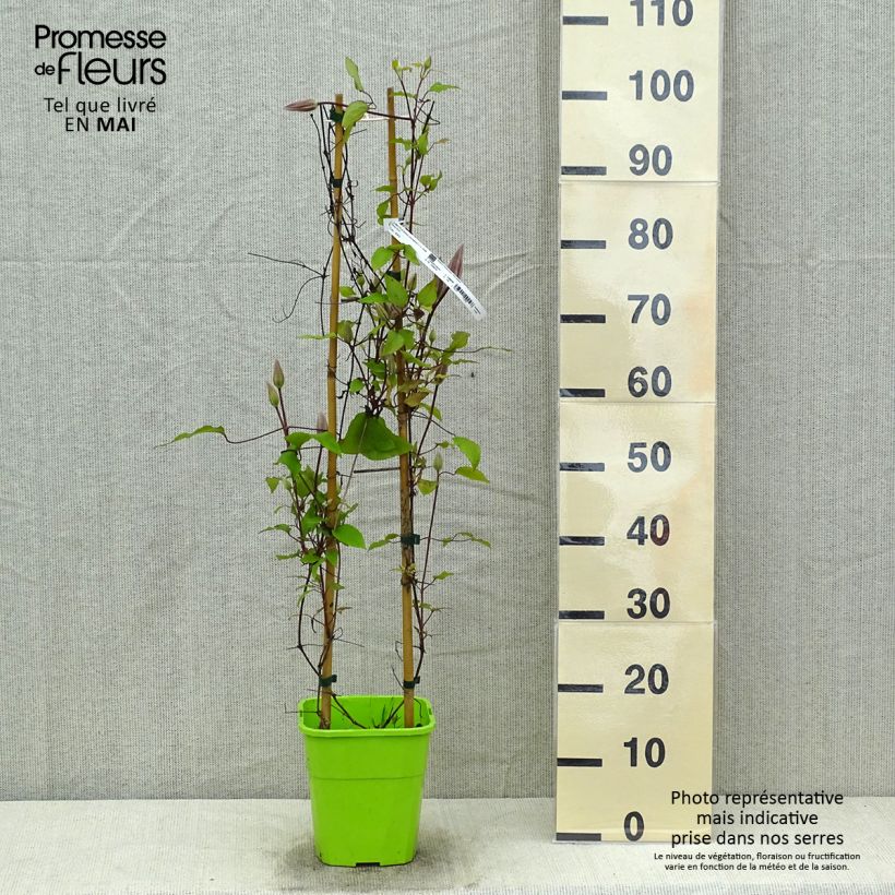 Example of Clematis Barbara Harrington - Grootbloemige clematis Pot van 3 l/4 l as you get in printemps