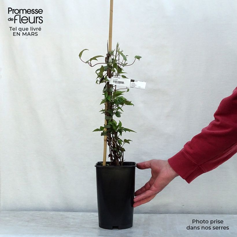 Exemplaar van Clematis Beata - Grootbloemige clematis Pot van 2 l/3 l zoals geleverd in de lente