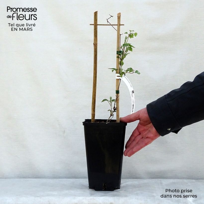 Exemplaar van Clematis Beautiful Bride - Grootbloemige bosrank Pot van 2 l/3 l zoals geleverd in de lente