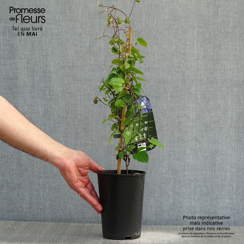 Exemplaar van Clematis Beauty of Worcester - Grootbloemige clematis Pot van 1,5 l/2 l zoals geleverd in de lente