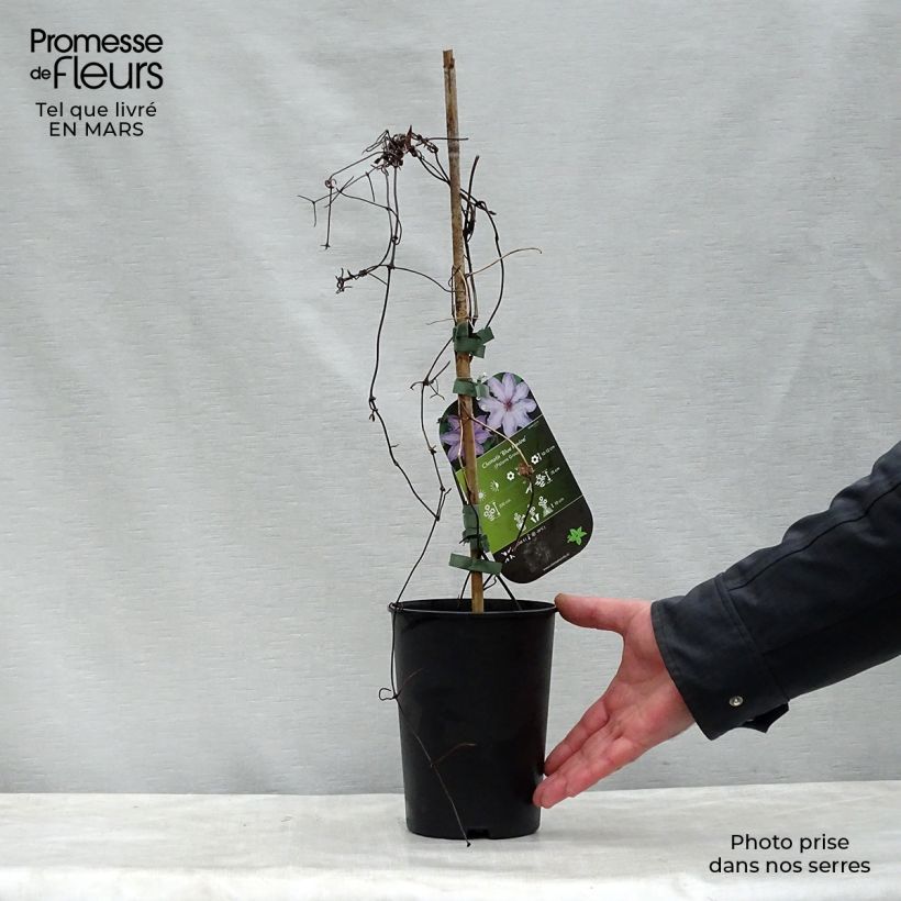 Exemplaar van Clematis patens Blue Ravine - Bosrank Pot van 2 l/3 l zoals geleverd in de lente