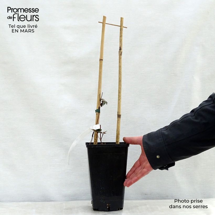 Exemplaar van Clematis Bourbon evipo018 - Grootbloemige clematis Pot van 2 l/3 l zoals geleverd in de lente