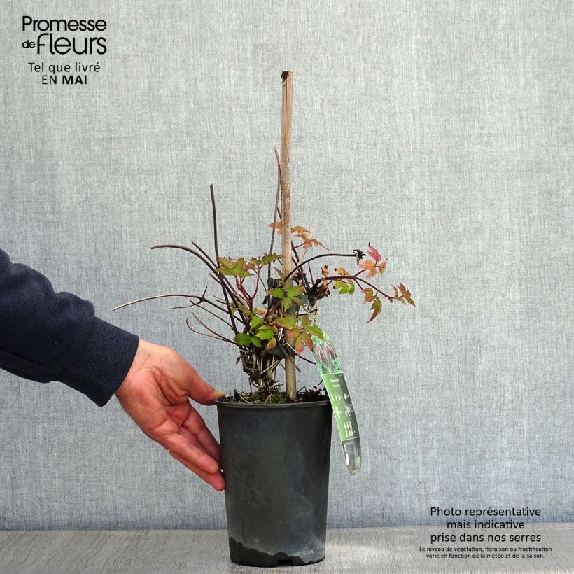 Example of Clematis Brunette - Kleinbloemige clematis Pot van 2 l/3 l as you get in printemps